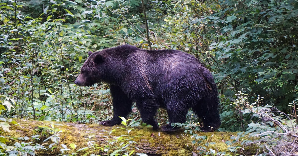  Grizzly bear attacks group of students and teachers in western Canada
