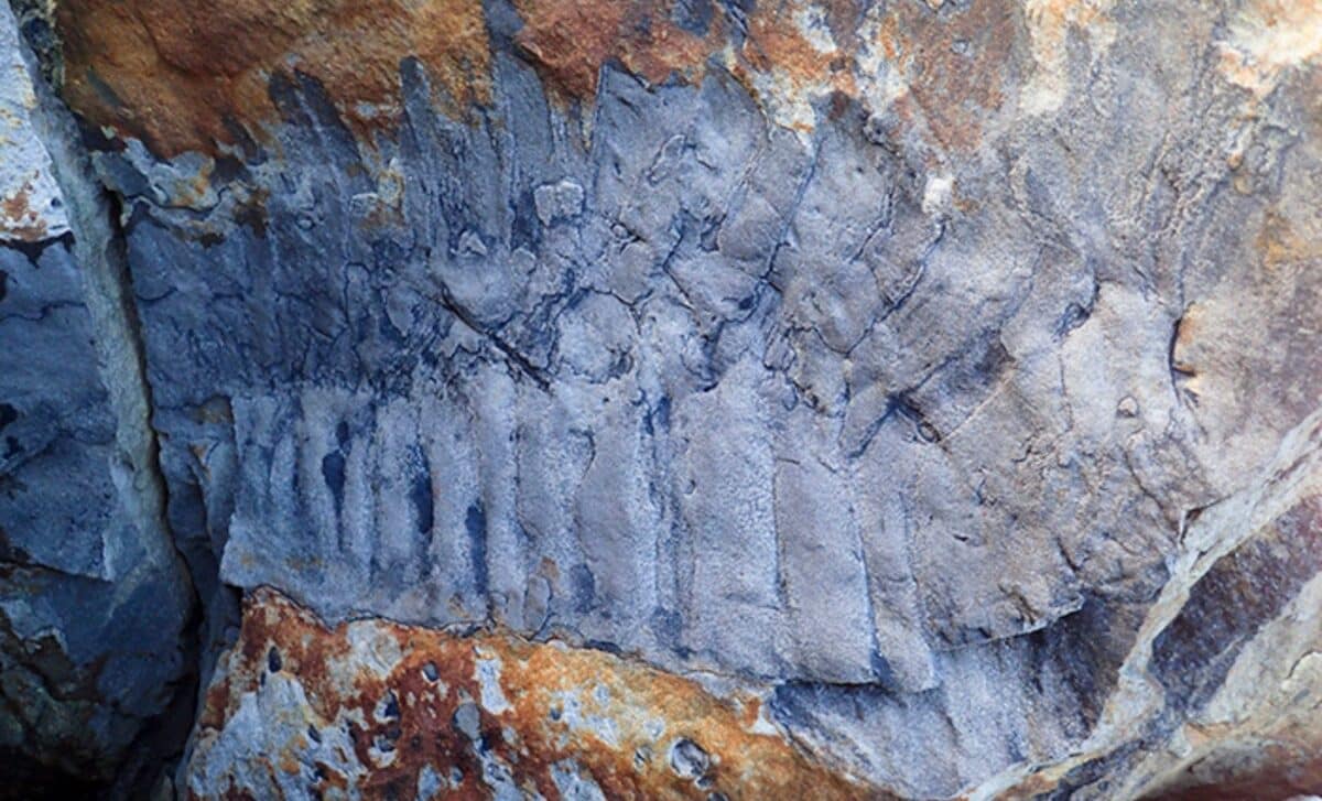 Giant Millipede Fossil