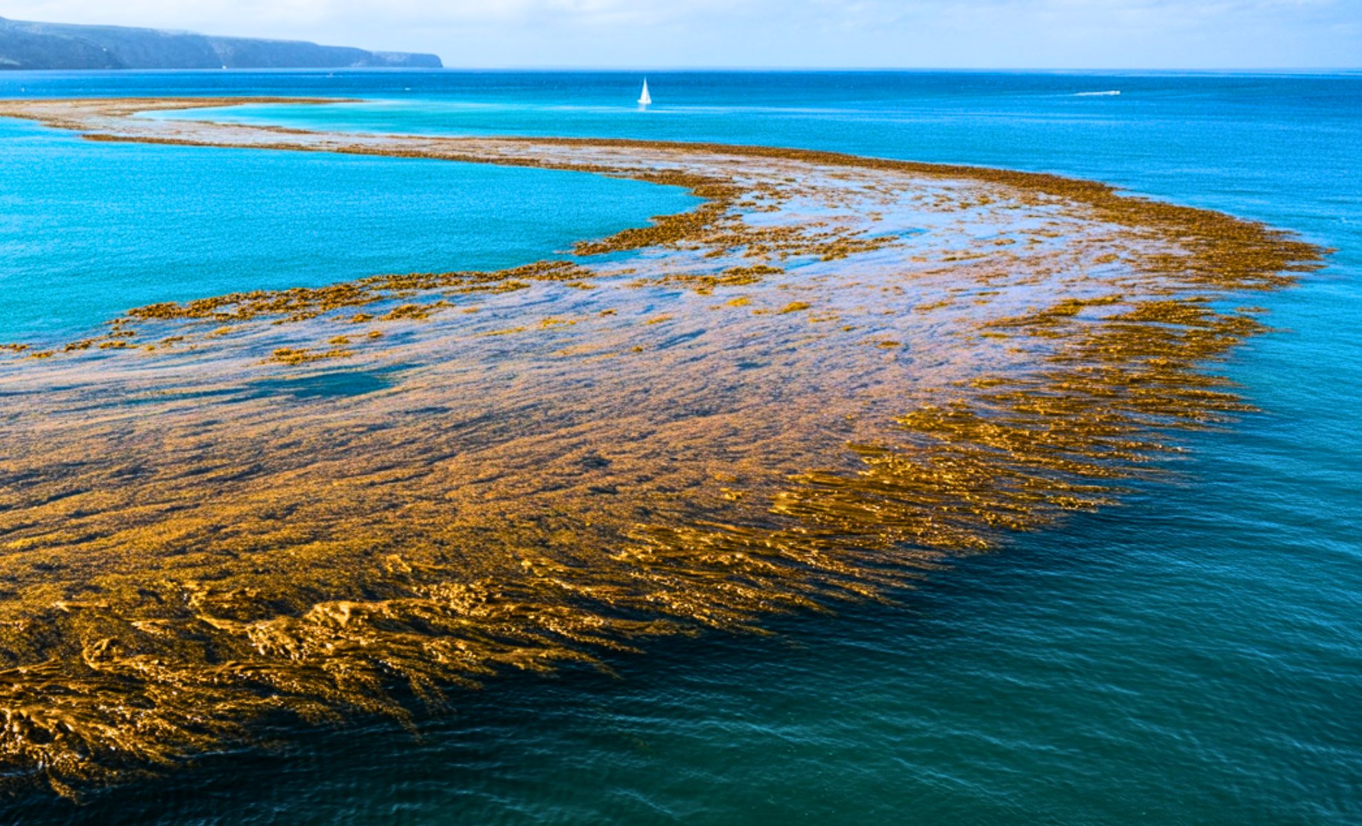 The Atlantic’s Giant Seaweed Belt Is Now an Unstoppable Ocean Phenomenon, Spanning Continents and Shattering Records