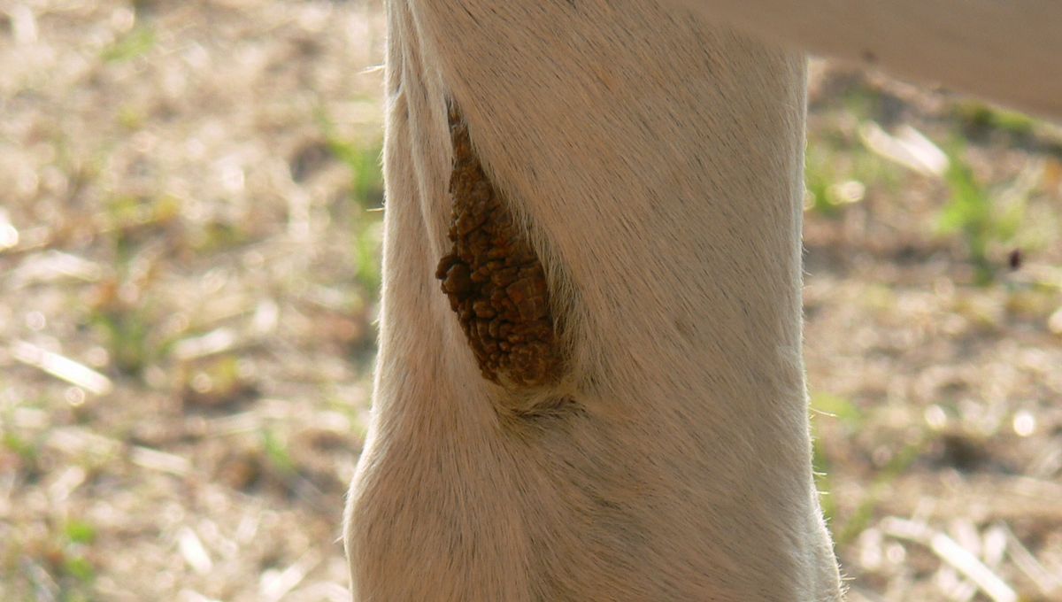  What Is A Horse Chestnut? A Crusty Remnant Of Evolution (That People Like To Feed Their Dogs)