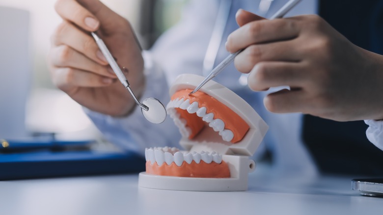 a dentist looking at a model of human teeth