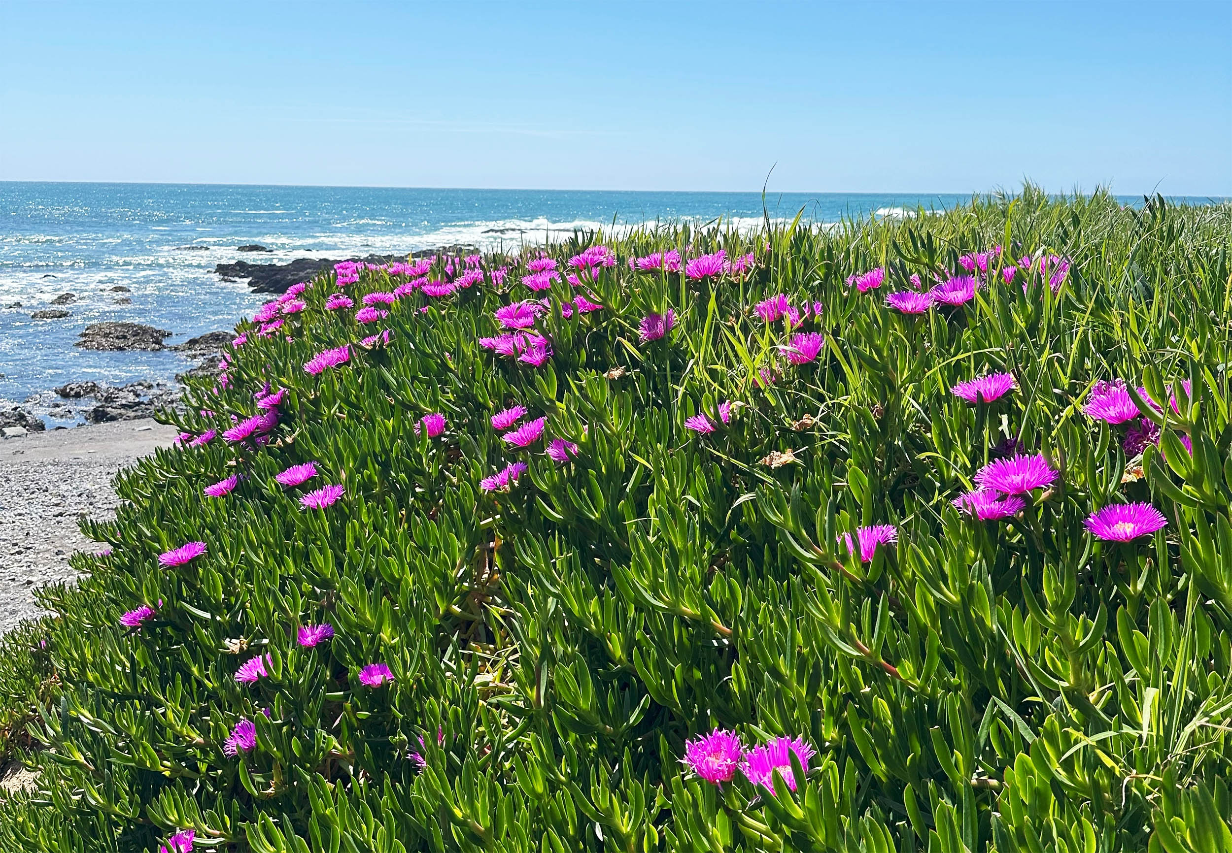 These beautiful plants have become harmful ecosystem invaders