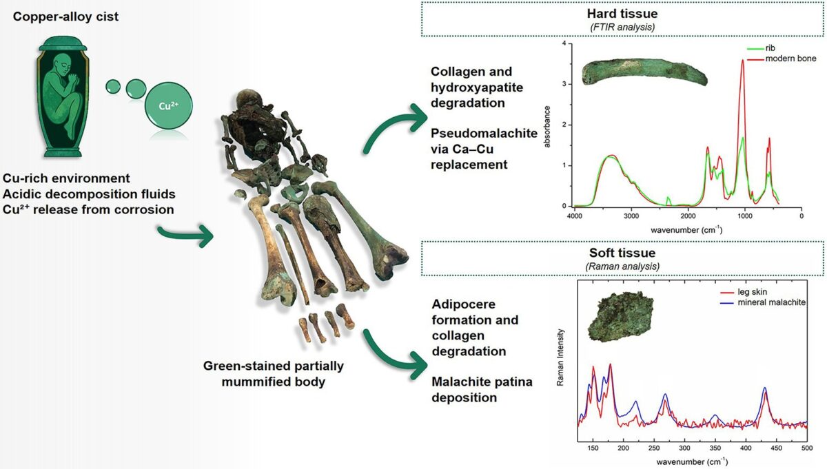 Infographic From The Study Illustrating The Copper Induced Mummification Process