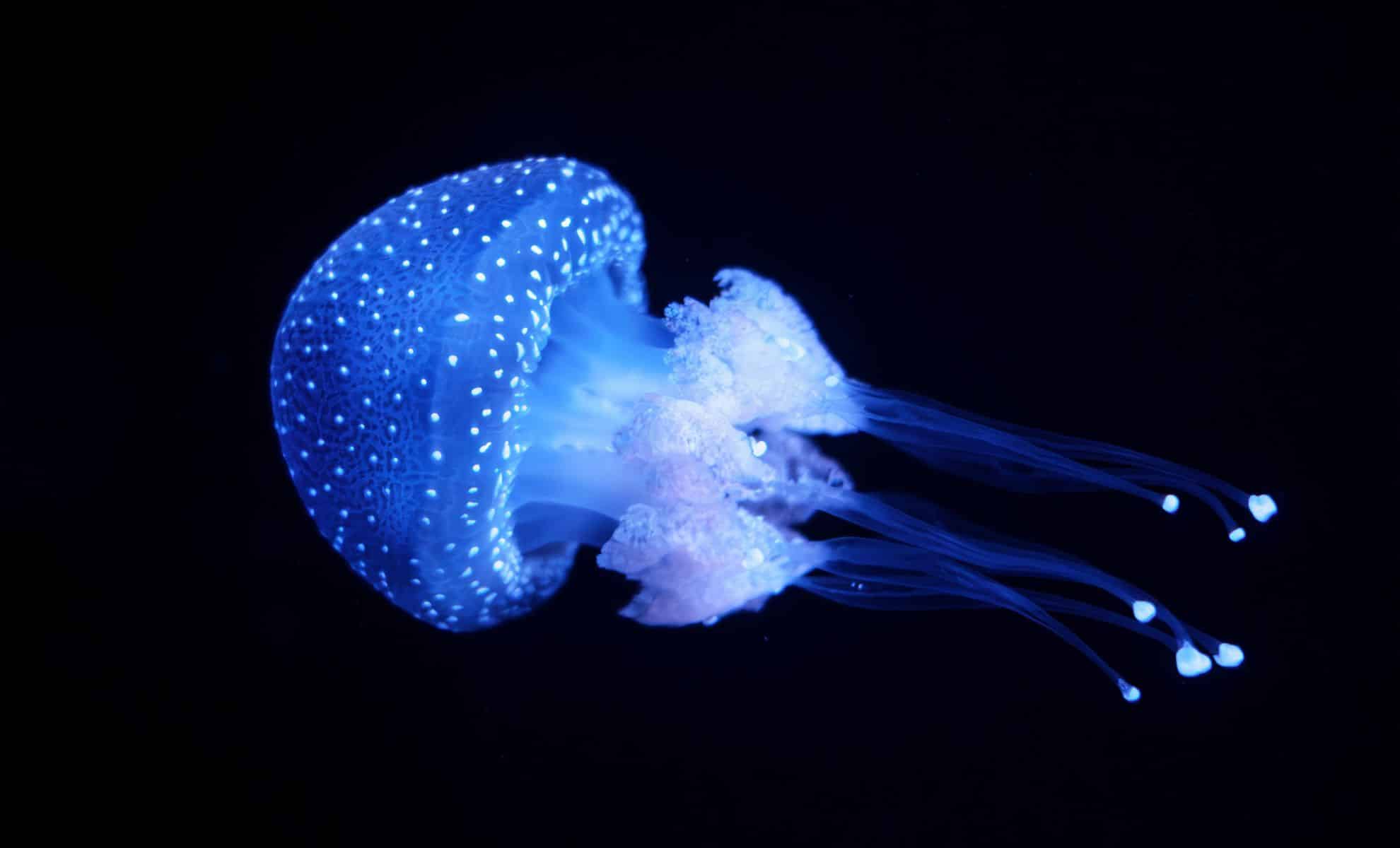  New Jellyfish Discovery in Japan Is So Weird It Had to Be Named After a Samurai