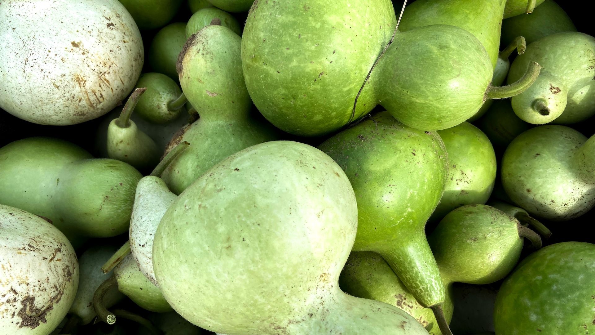  Diagnostic dilemma: A woman’s homemade juice led to life-threatening ‘toxic squash syndrome’