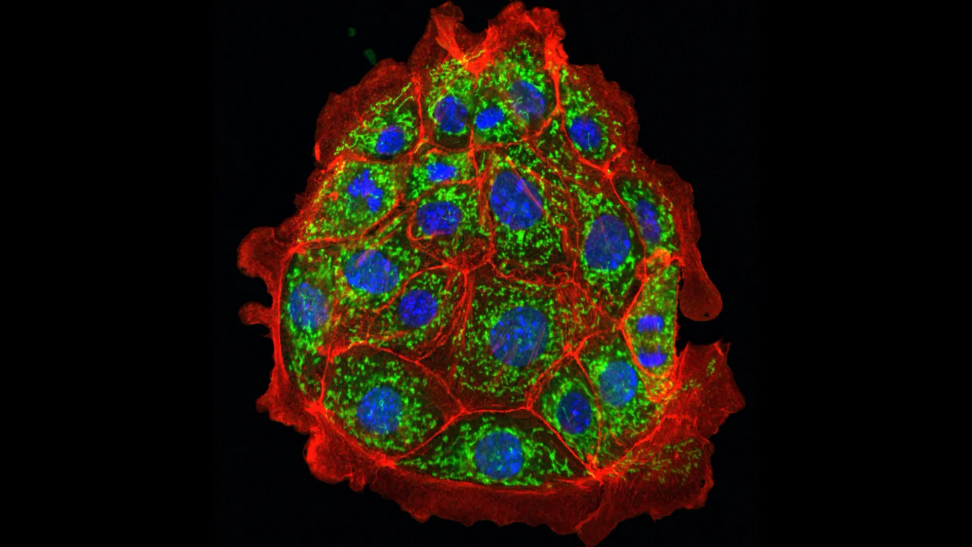  Scientists reverse kidney damage in mice, hope for humans next