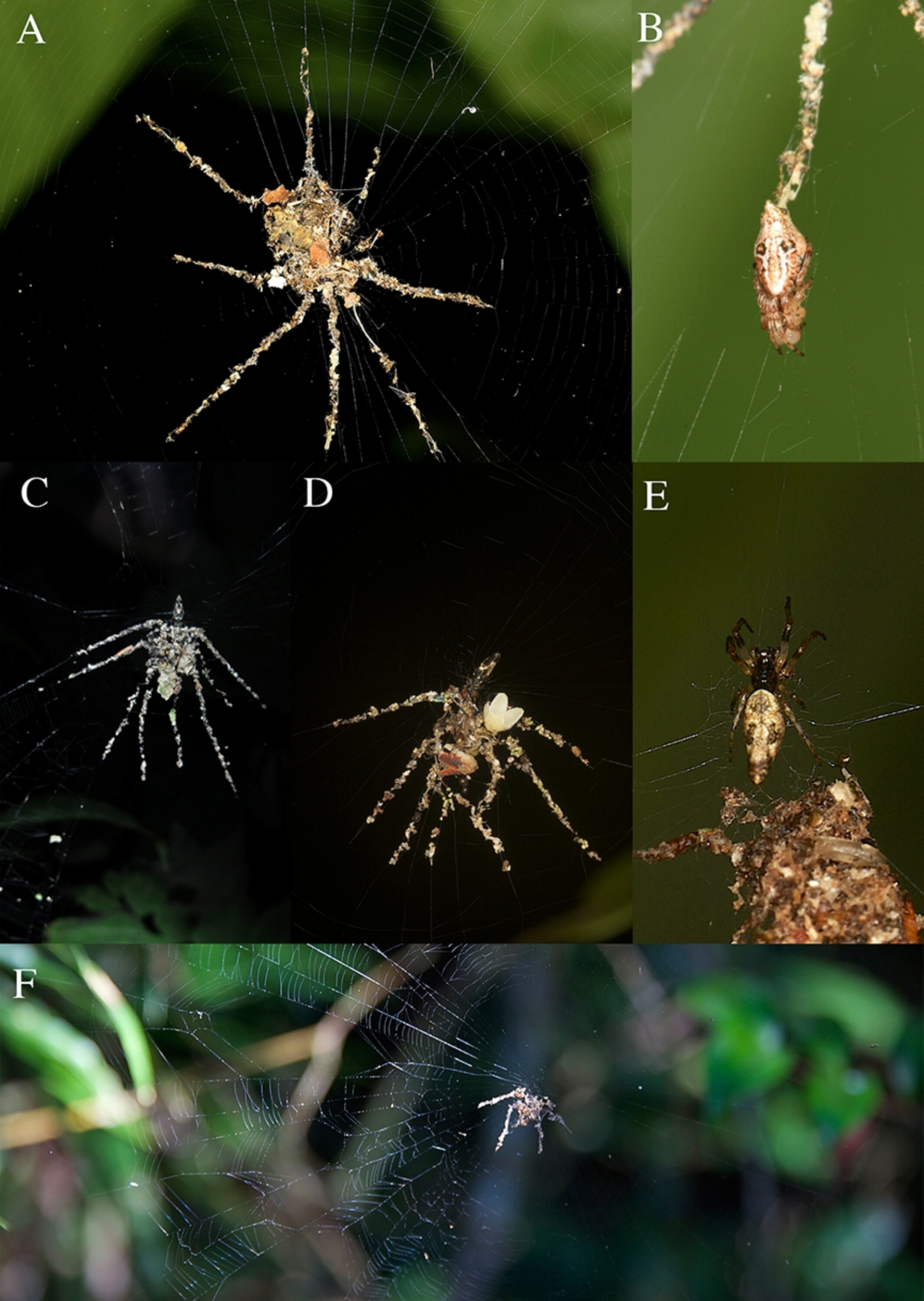 Different examples of spider-shaped decoys in spiderwebs.