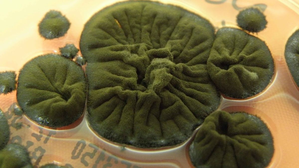  Chernobyl Fungus Appears to Have Evolved an Incredible Ability : ScienceAlert