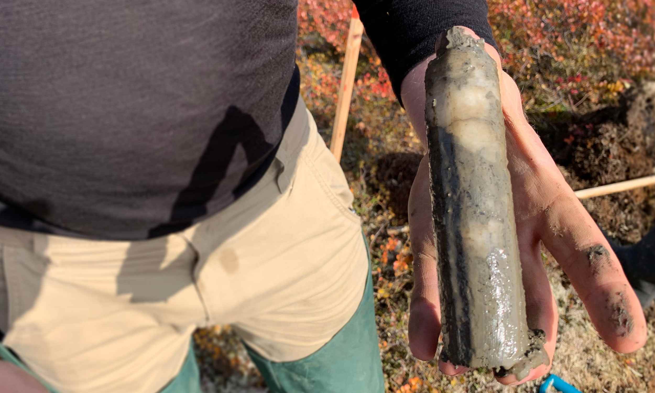  Microbes frozen for 40,000 years revive, reorganize, devour carbon