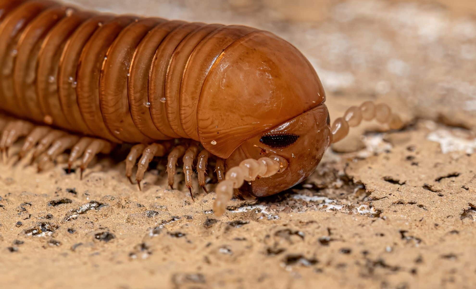  Scientists Unearth Fossil of Car-Sized Millipede That Roamed Earth 326 Million Years Ago
