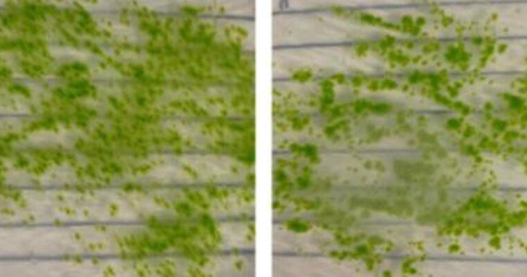  Moss survived 9 months in space, could still reproduce after return to Earth, study finds