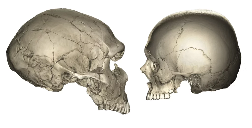 CT scans of a Neanderthal skull and a Human skull