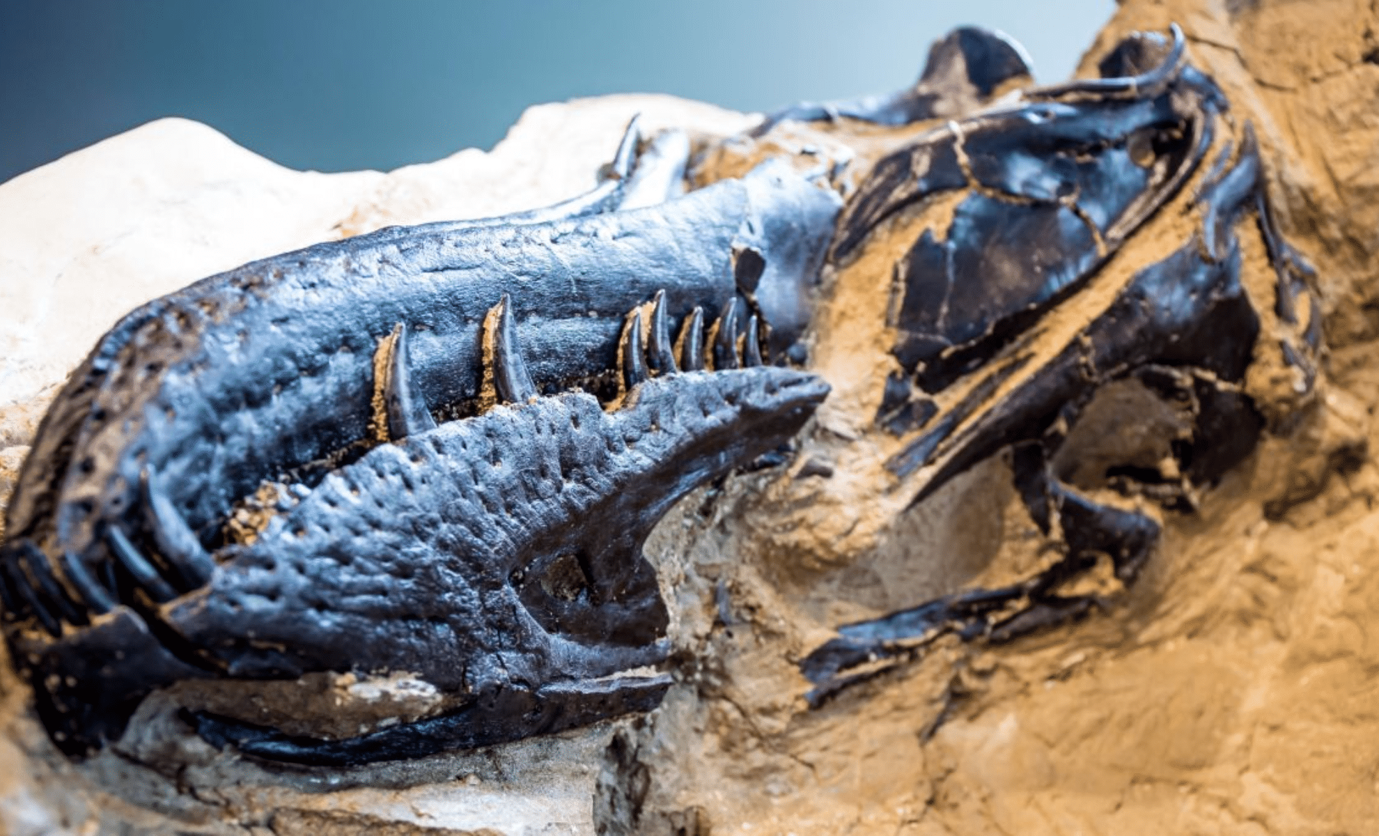  Researchers Identify New Tyrannosaur Species That Rewrites Dinosaur History