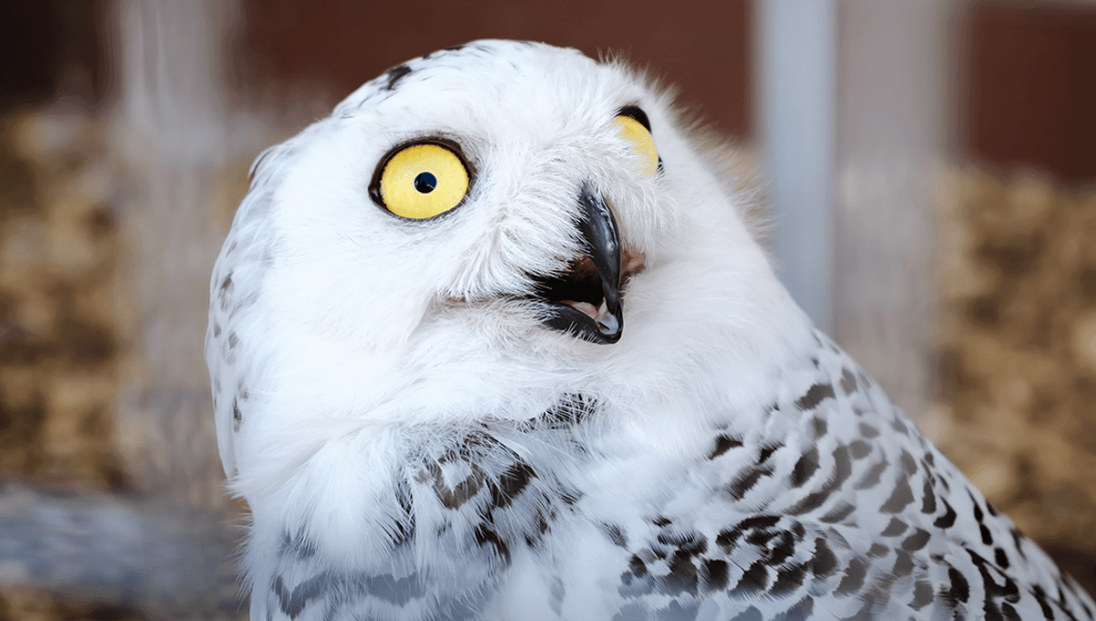  Can You See An Owl’s Eye Through Its Ear?