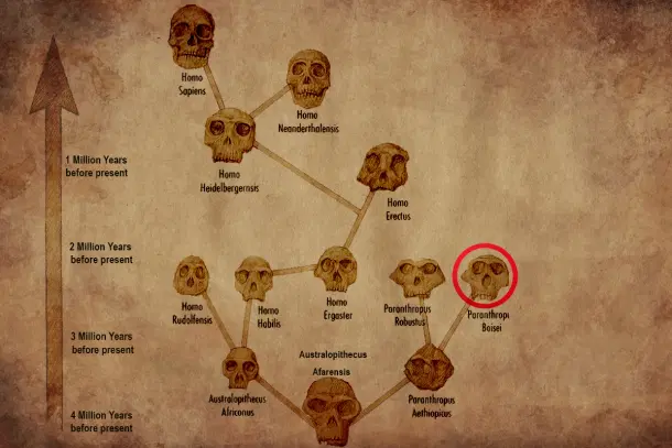 Tool usable hand adaptation outside the genus Homo?