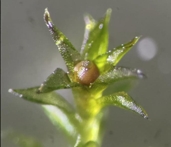 A close up of the opening of a moss, with triangular green leaves open and a small brown dot in the middle