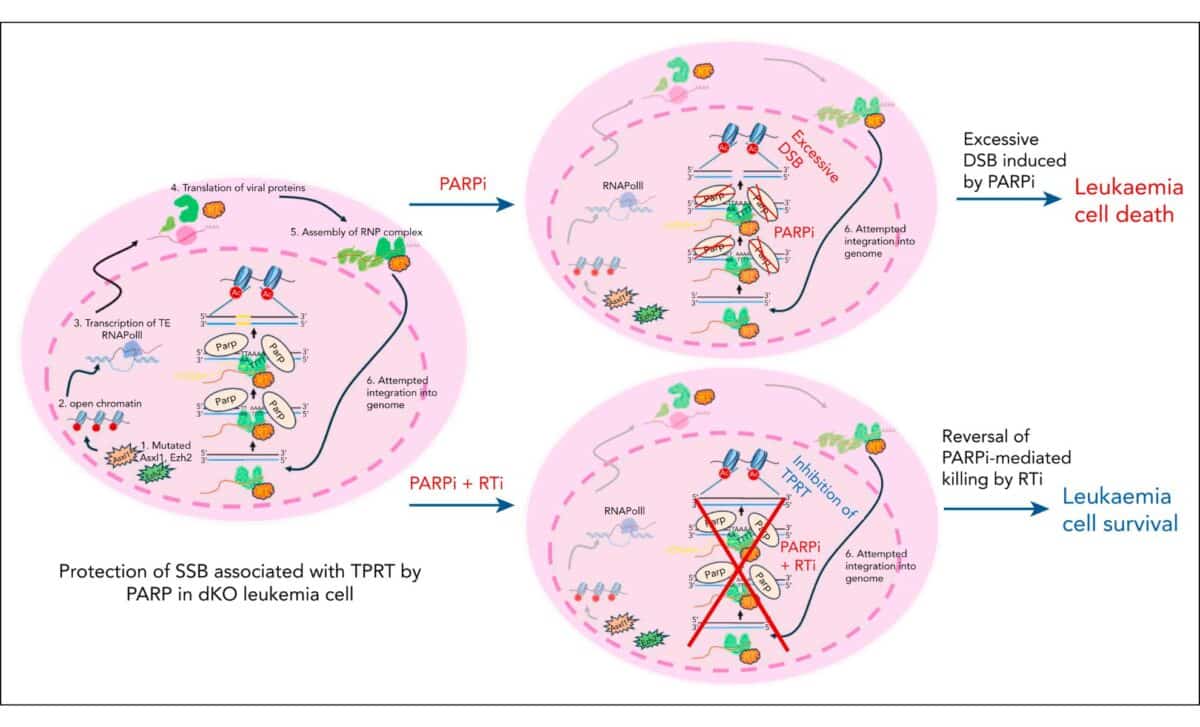 Protection Of Ssb Associated With Tprt By Parp In Dko Leukemia Cell