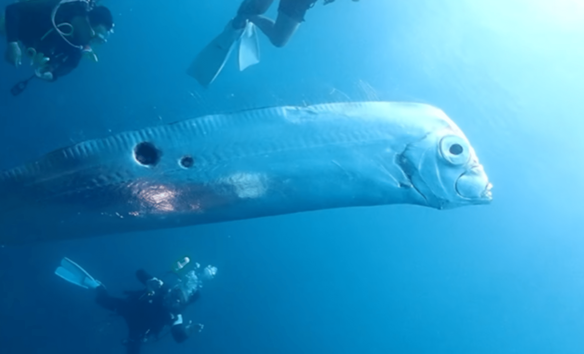  Rare 25-Foot Deep-Sea Creature Mysteriously Appears Off Taiwan’s Coast