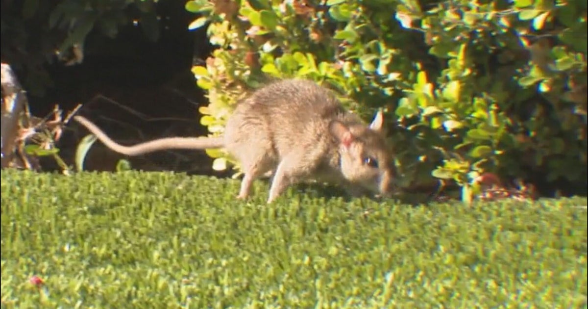  Rodents from rat-infested home frustrate Irvine neighborhood