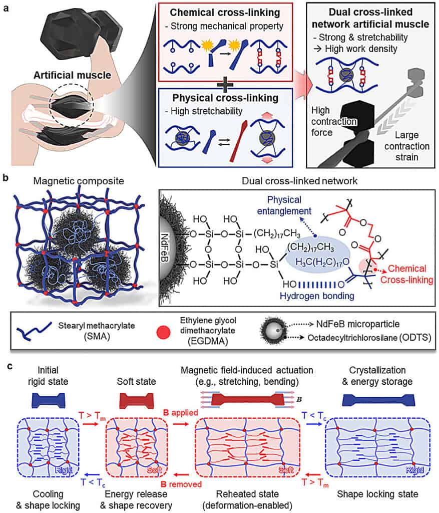 Diagrams showing the structure of the artificial robot muscle