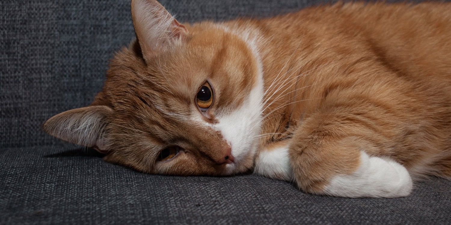  Cats can get dementia too – here are the eight signs to look out for