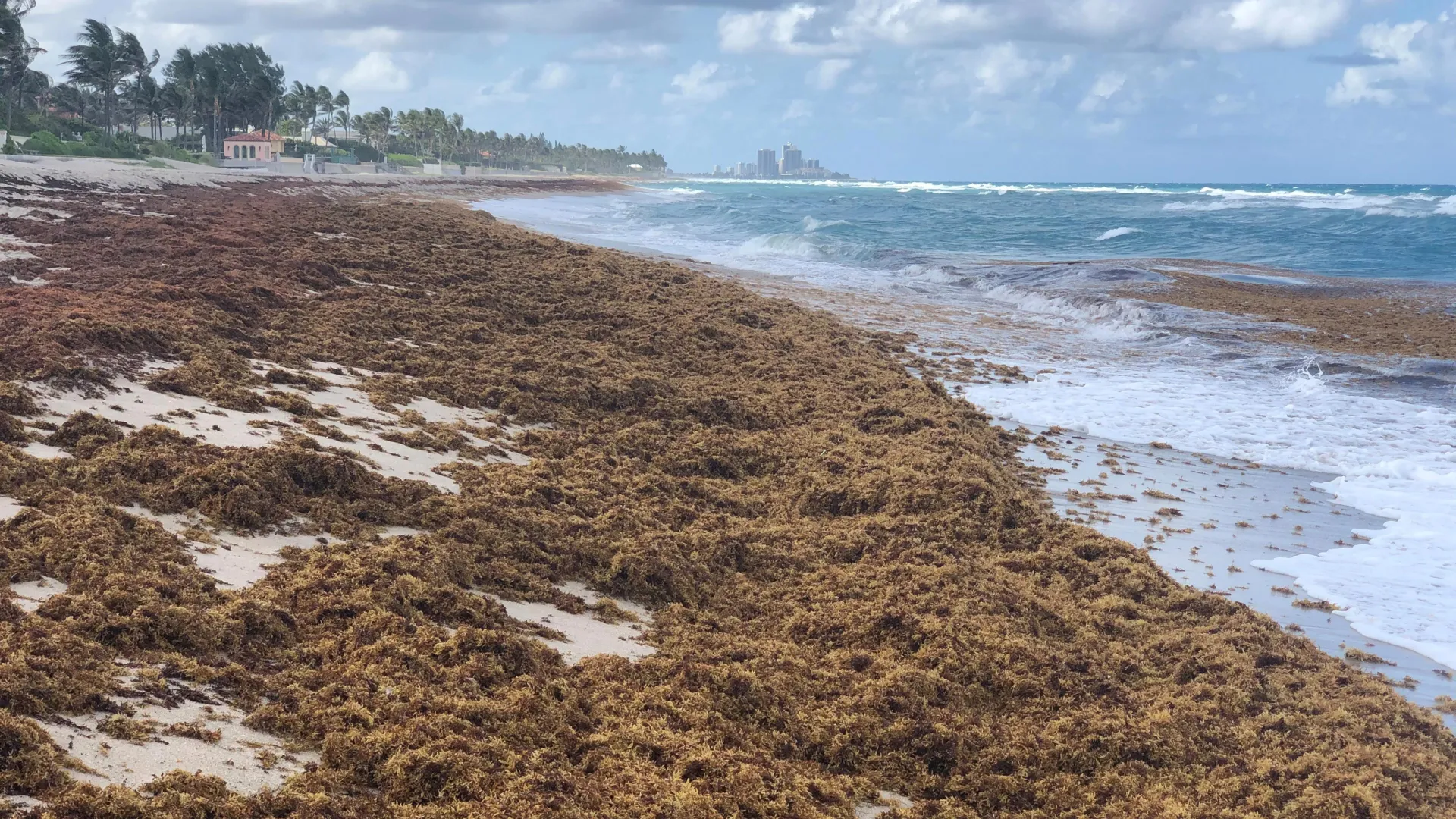 Monster Seaweed Bloom Taking Over the Atlantic