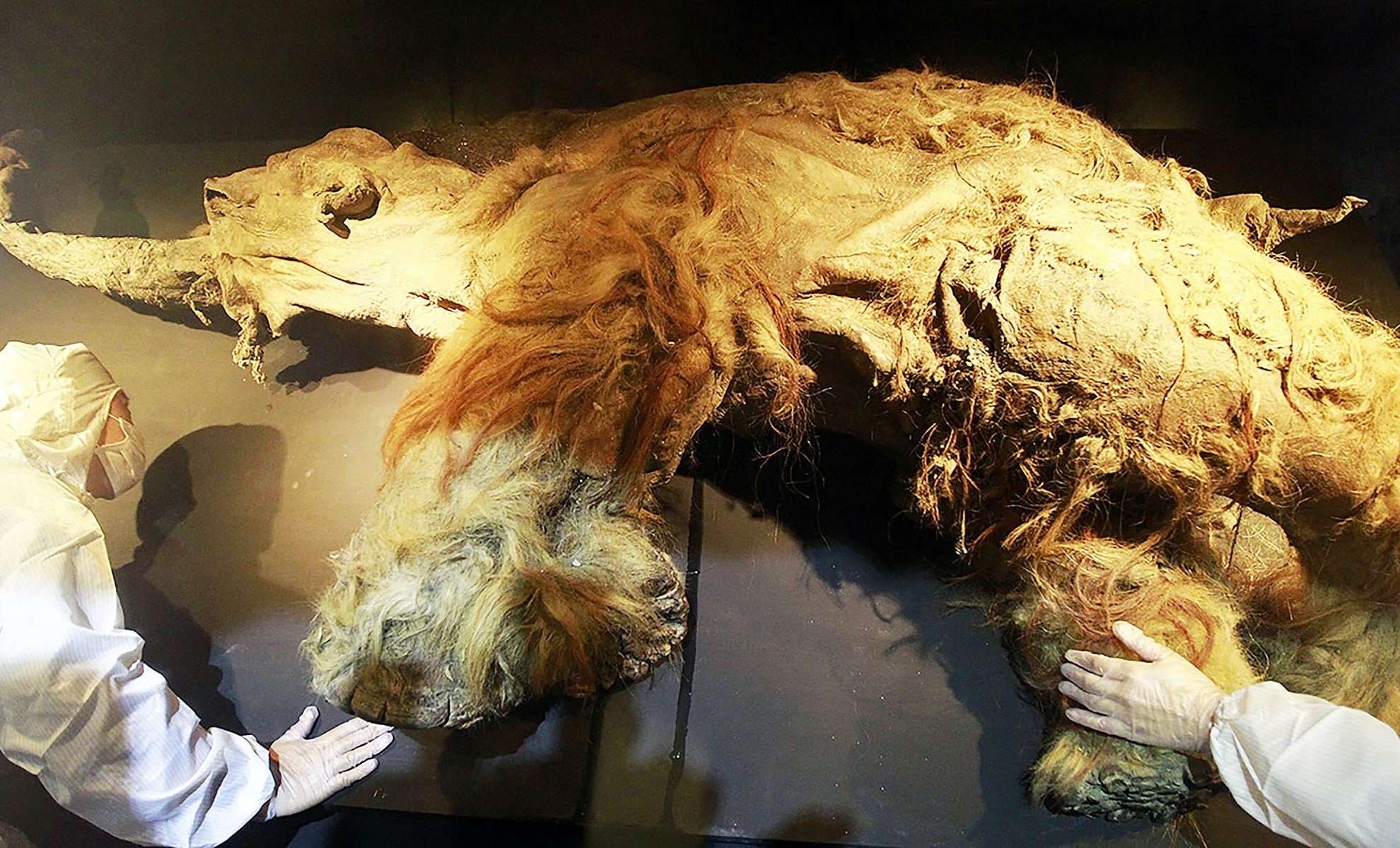  Scientists Extract the Oldest RNA Ever Found From a 39,000-Year-Old Frozen Woolly Mammoth