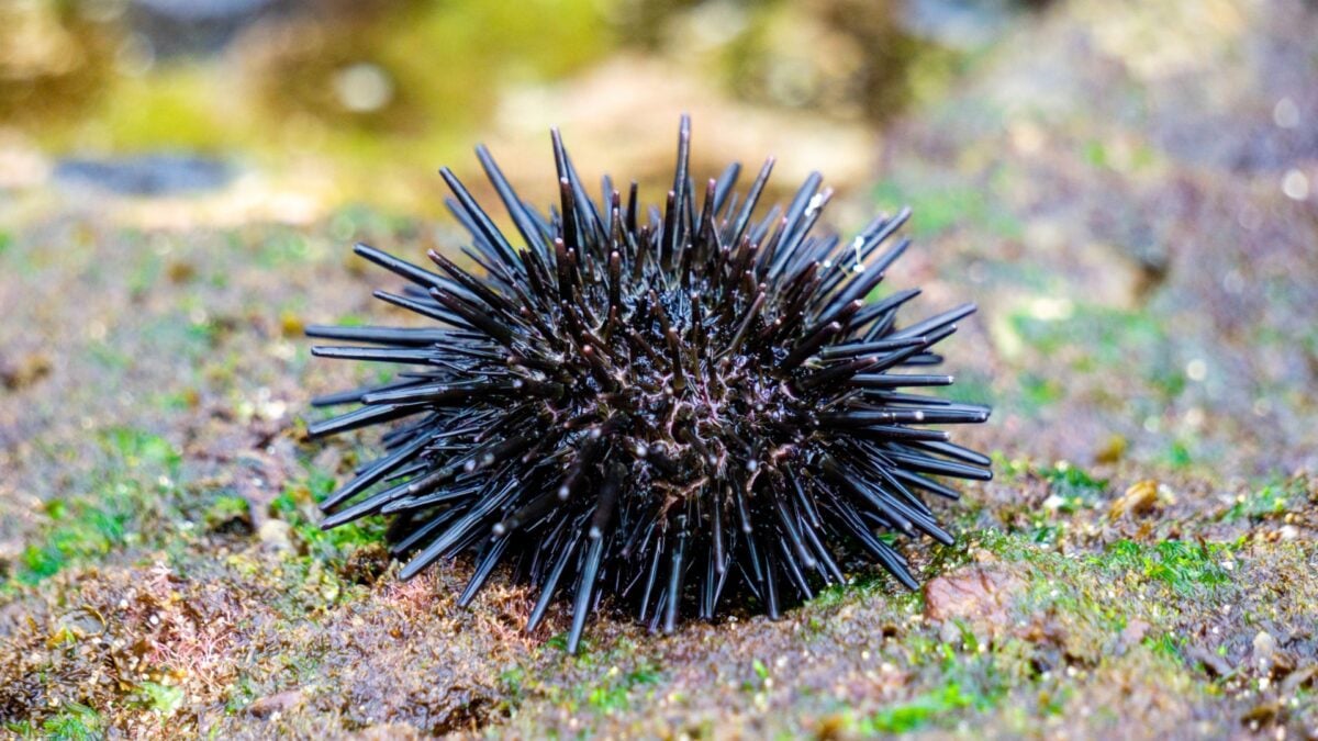  Sea Urchins Are Basically Brains Covered in Spikes, Study Finds