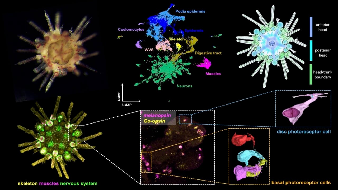 Sea Urchin Zoom Ullrich Luter Digital Model