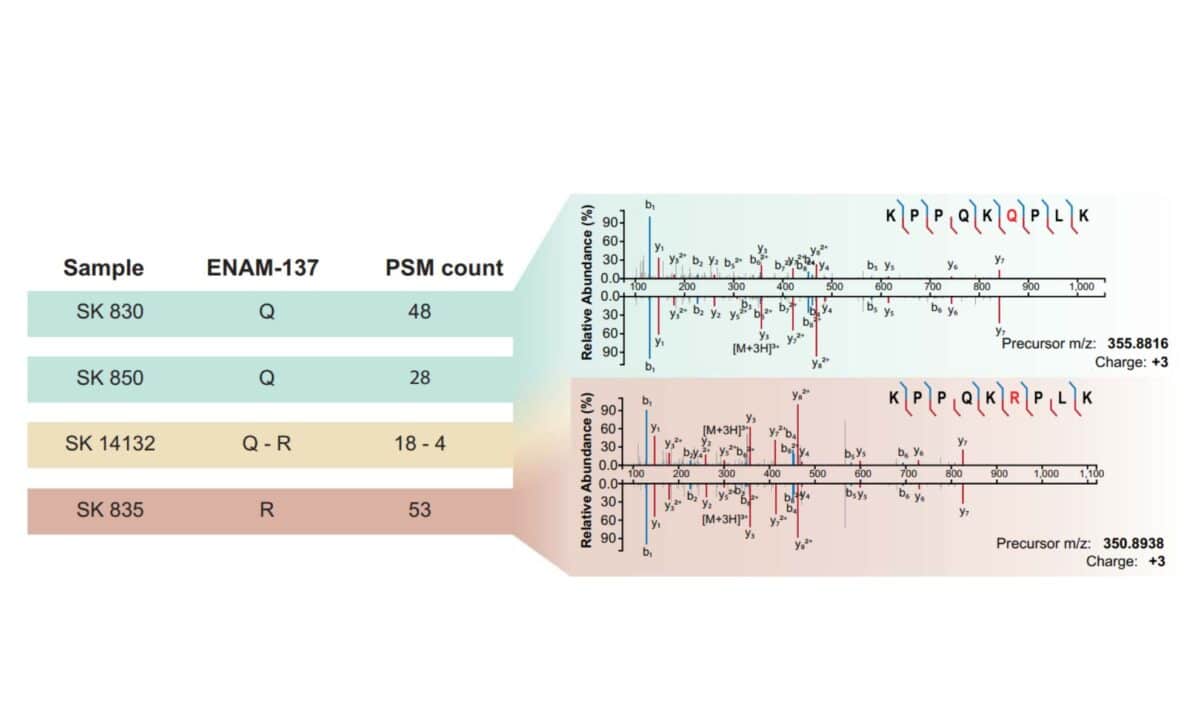 Sequence Variation Within The Paranthropus Individuals