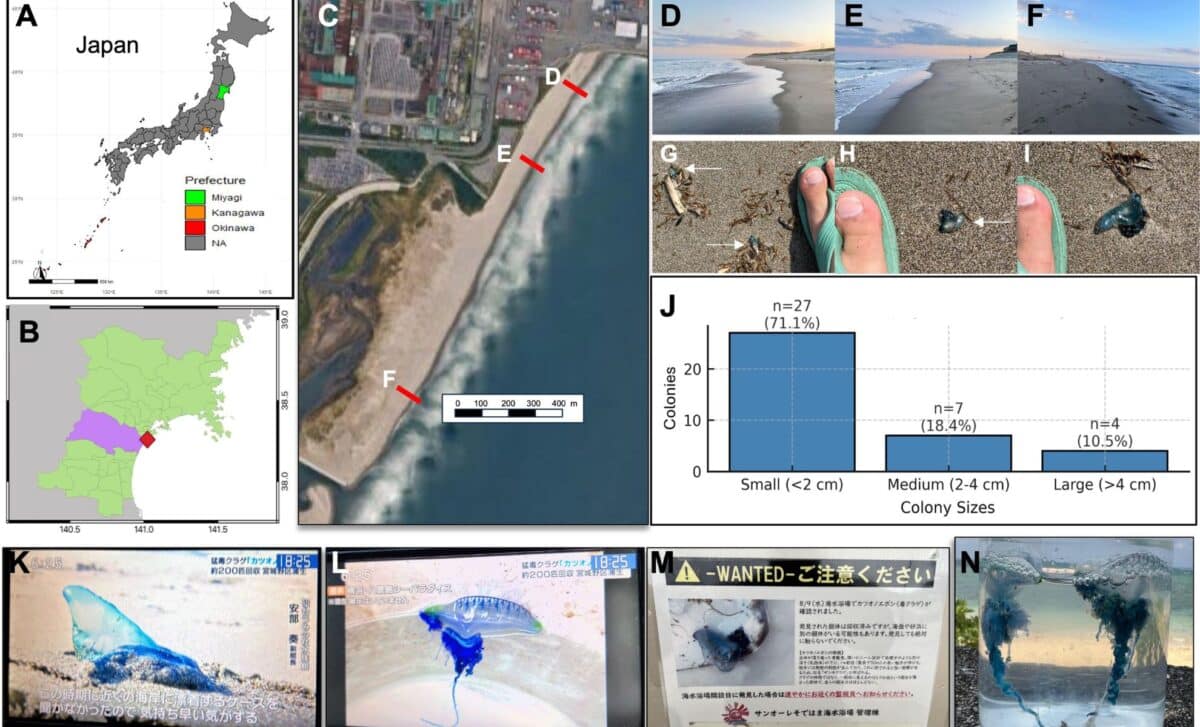  Sightings And Public Reports Of Physalia Spp. In Japan ©frontiers In Marine Science