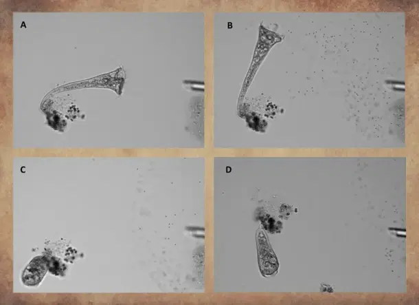 Single-celled Stentor roeselii can choose from a variety of responses to a stimulus. 
