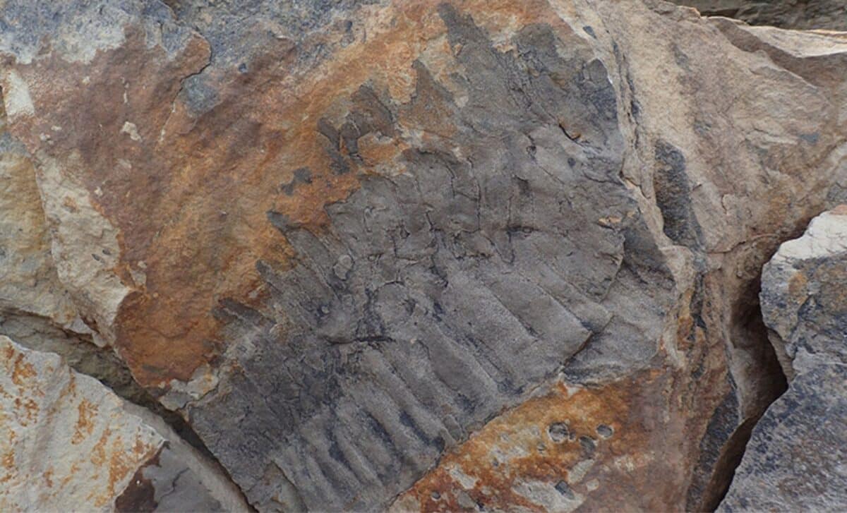 The Giant Millipede Fossil