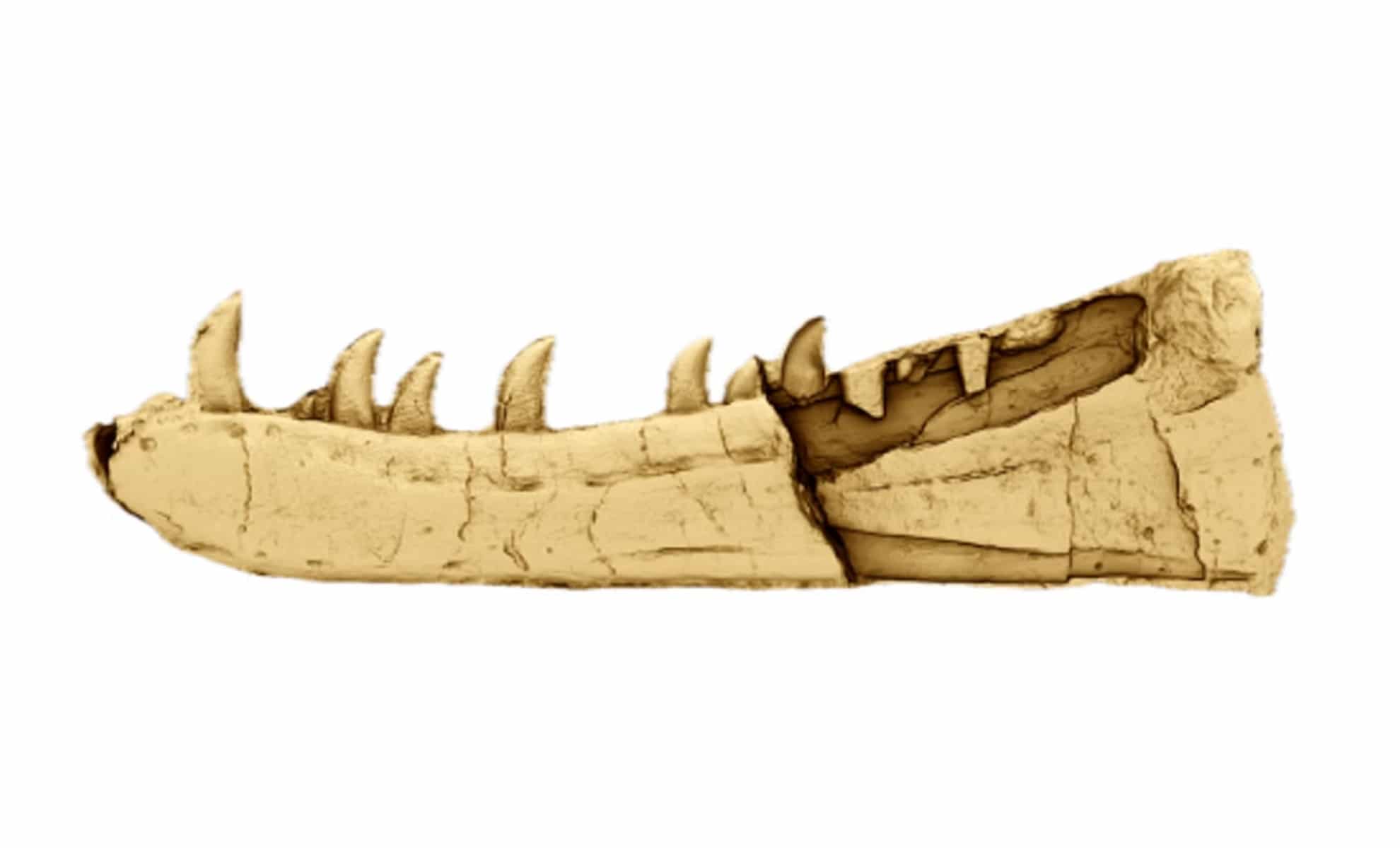  125-Year-Old Fossil in Wales Identified as New Species of Fierce Meat-Eating Dinosaur