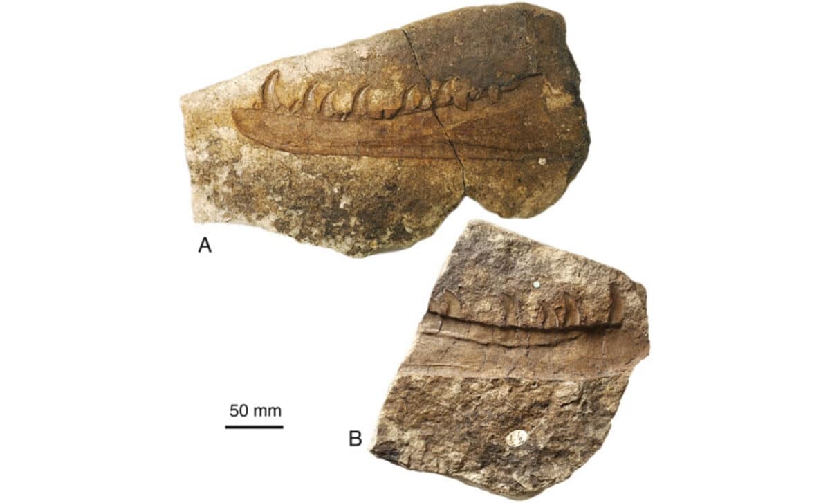 The Triassic Fossil Beds Found In South Wales, Near Penarth