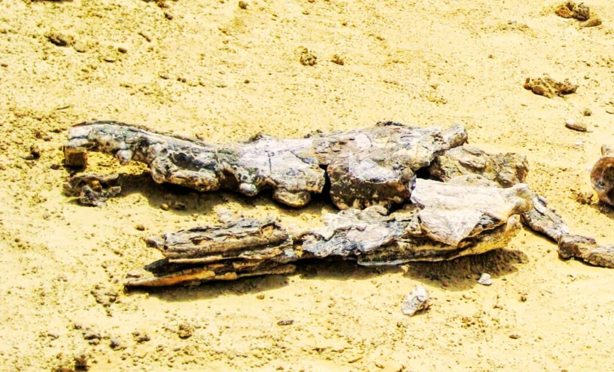  A Farmer Discovers Massive Bones in His Lake—Scientists Confirm It’s the Largest Fossil Ever Found