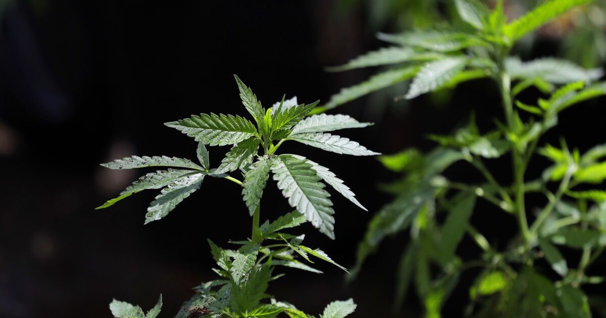  ‘You can’t get hooked on pot’? Experts say that’s a dangerous myth