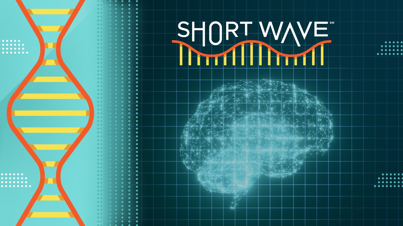  Why science says you should give your brain a workout : Short Wave : NPR
