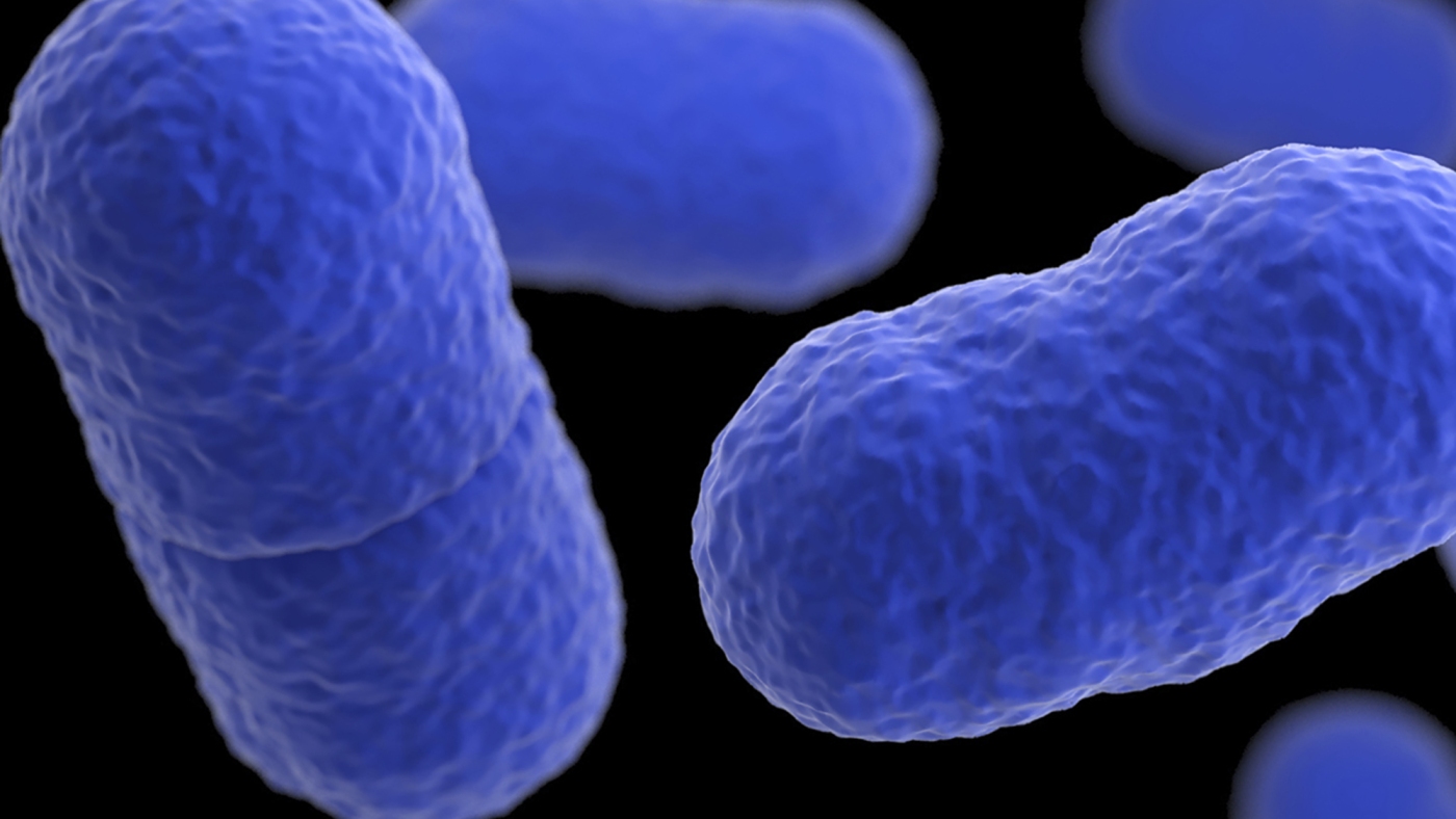  Listeria outbreak tied to prepared pasta dishes kills 6 : NPR