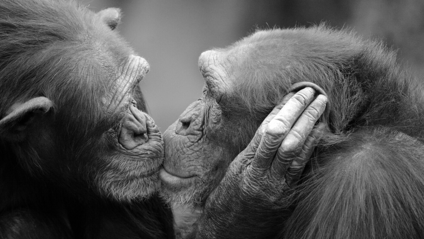  Our ape ancestors probably kissed Neanderthals : Short Wave : NPR