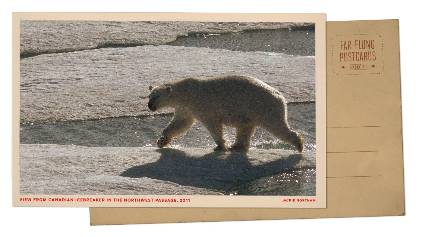  Polar bear on ice in Arctic Circle : NPR