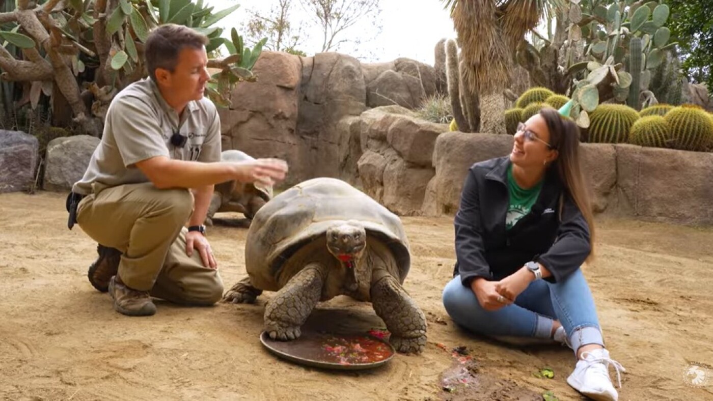 San Diego Zoo’s Gramma, a Galapagos tortoise, dies at 141 : NPR