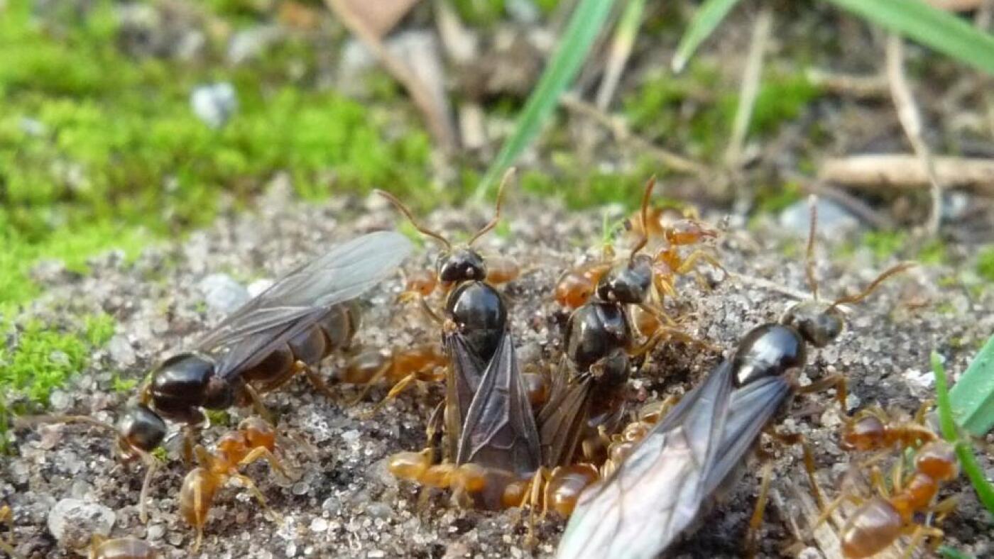  Why some ant colonies get tricked into killing their own queens : NPR