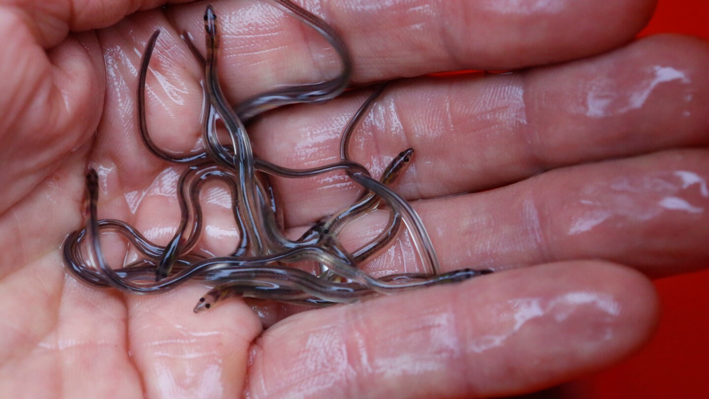  New trade restrictions to save sushi staple defeated as eel populations fall