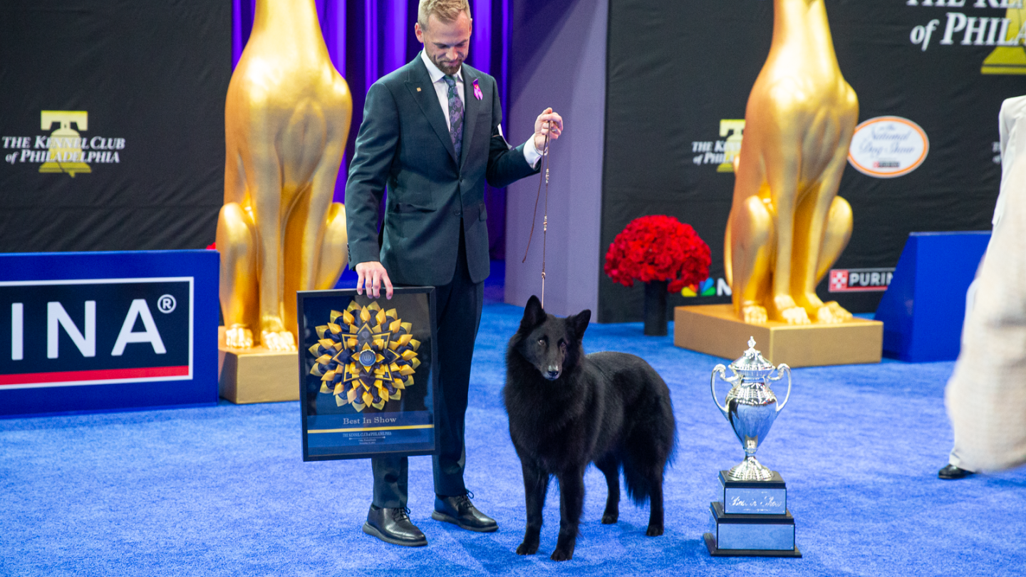  Soleil shines on as Belgian Sheepdog takes Best in Show at 2025 National Dog Show