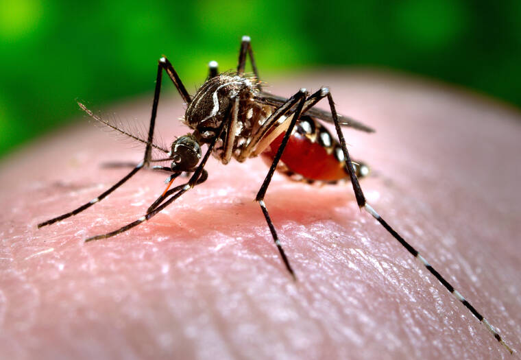  Hawaii reports 14th travel-related dengue case this year