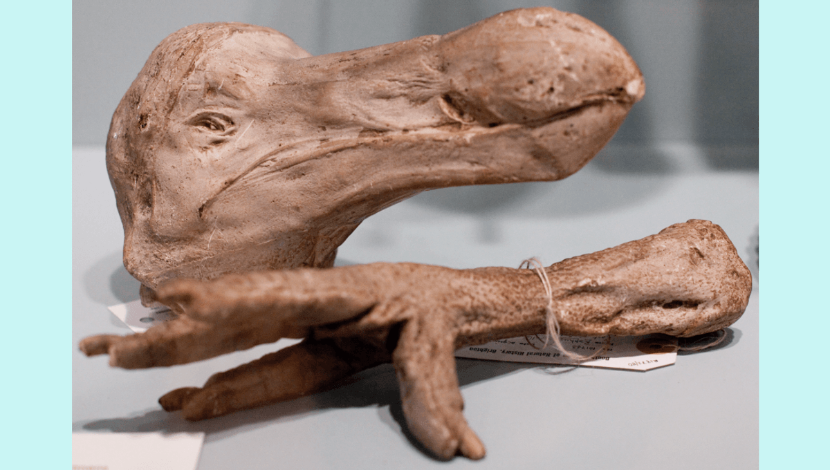  What Did Dodo Meat Taste Like? This 1601 Account Appears To Contradict A Common Myth