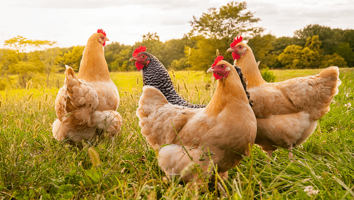  Why Do We Eat Chickens And Turkeys And Not Birds Like Seagull And Swan?