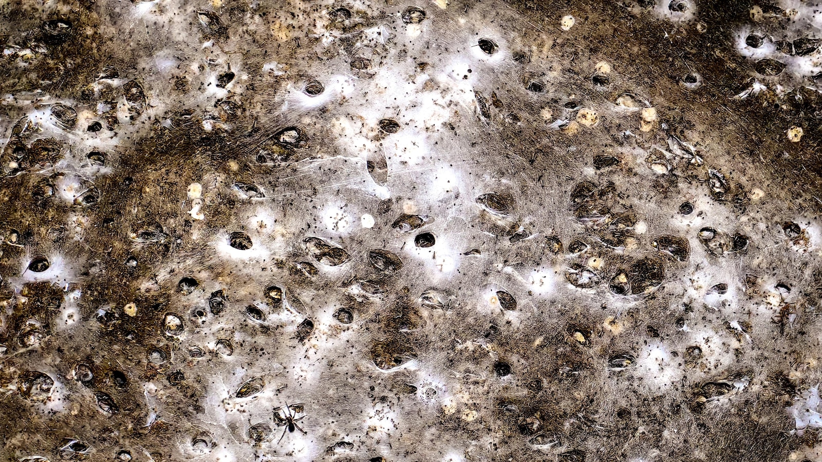  Arachnid super-web reveals the surprising ‘constant party’ life of cohabiting spiders