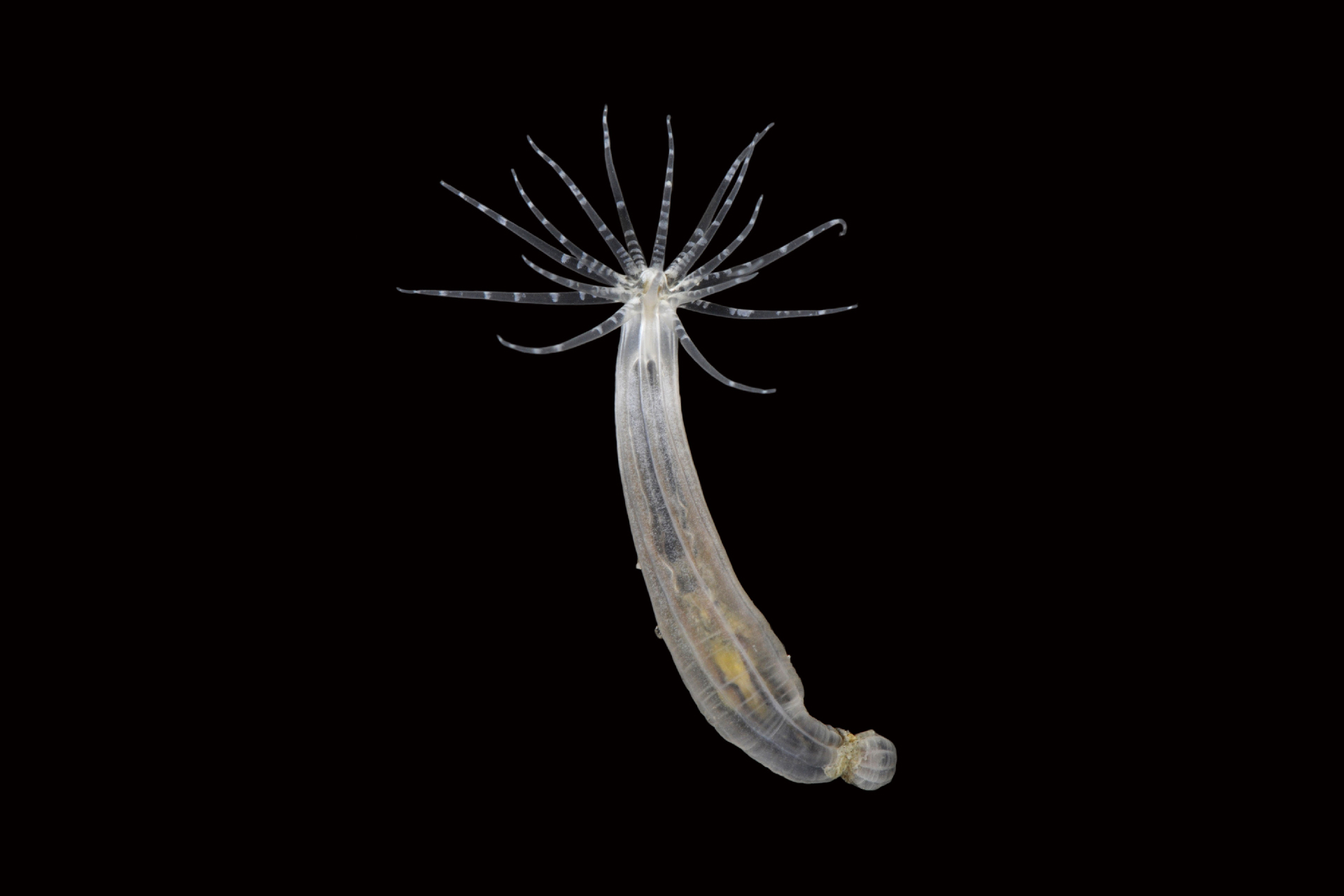 a photo of a clear starlet anemone against a black background. It is tube-shaped and has tentacles at its top.